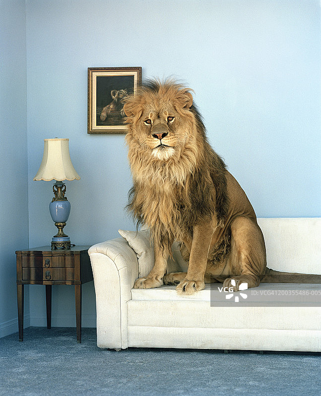 坐在沙发上的狮子图片素材