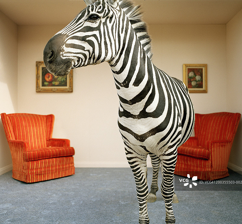 客厅里的斑马图片素材