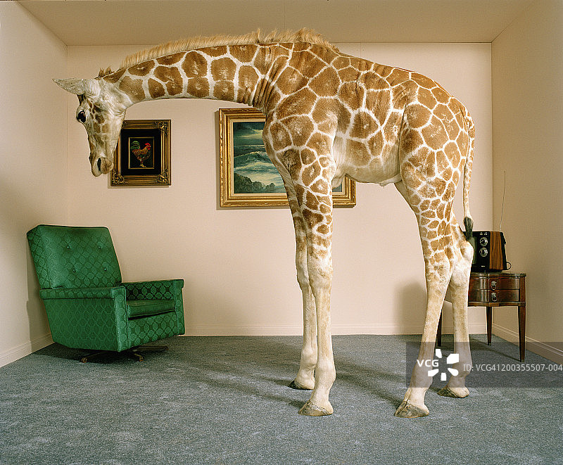 客厅里的长颈鹿侧视图图片素材