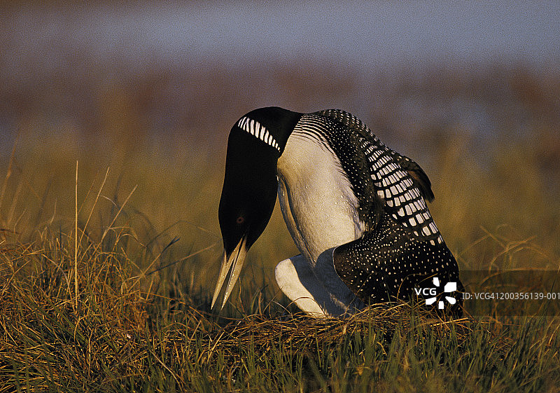 黄嘴潜鸟在巢中翻蛋图片素材