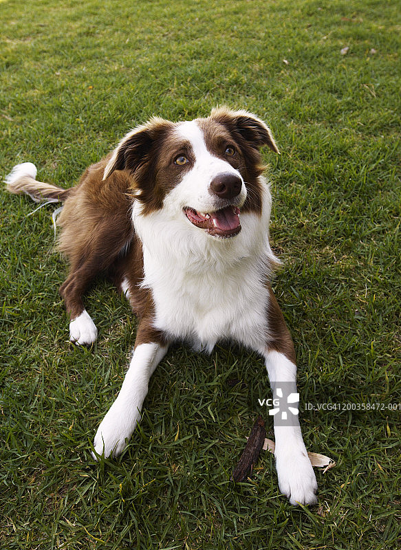 躺在草地上的边境牧羊犬的仰视图图片素材