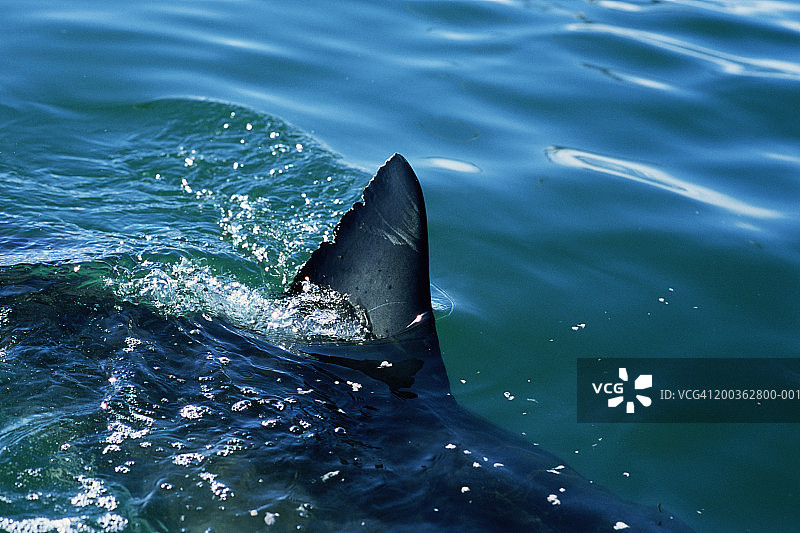 大白鲨（噬人鲨），背鳍露出水面图片素材
