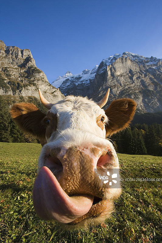 瑞士伯尔尼高地高山牧场上的奶牛特写图片素材