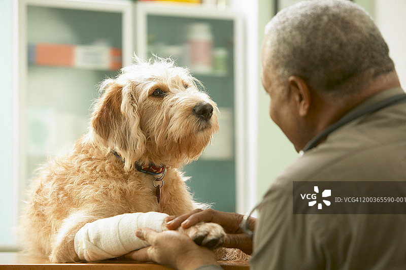 老年兽医治疗受伤的狗，后视图图片素材