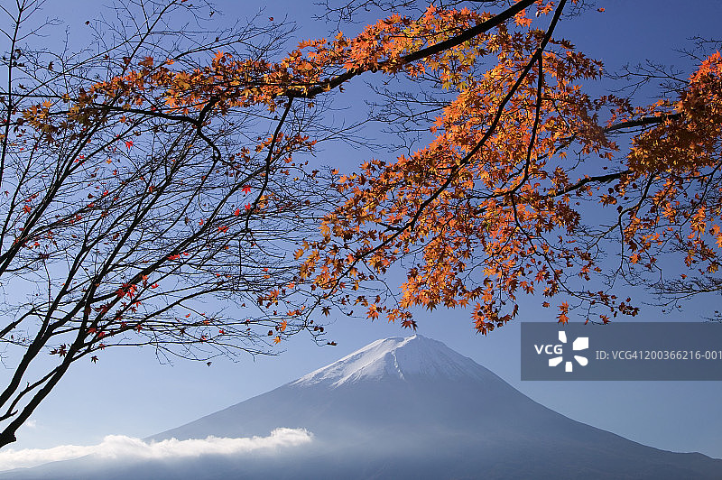 日本枫树与富士山，富士箱根伊豆国家公园，本州岛，日本图片素材