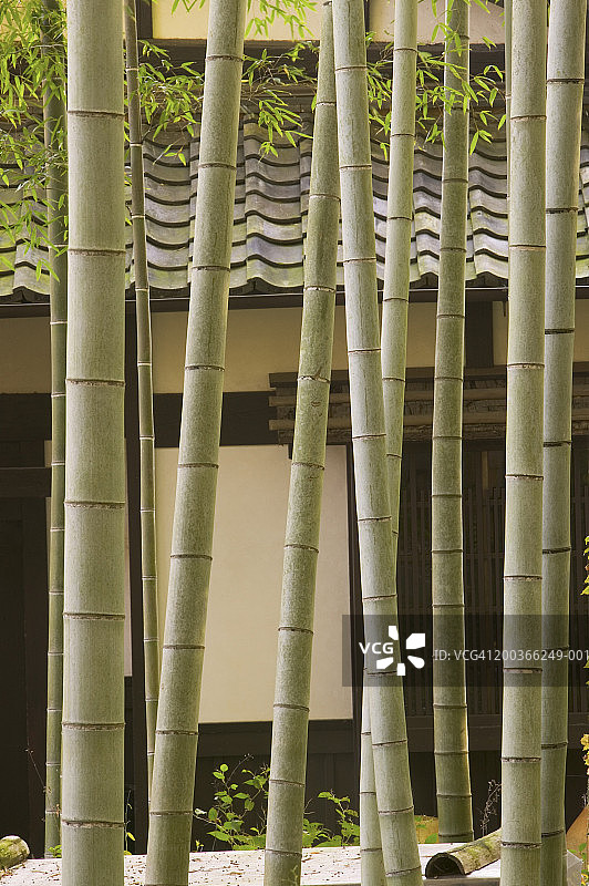 京都的竹子与房屋图片素材