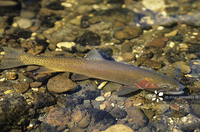美国怀俄明州黄石河浅水中游动的割喉鳟鱼图片素材