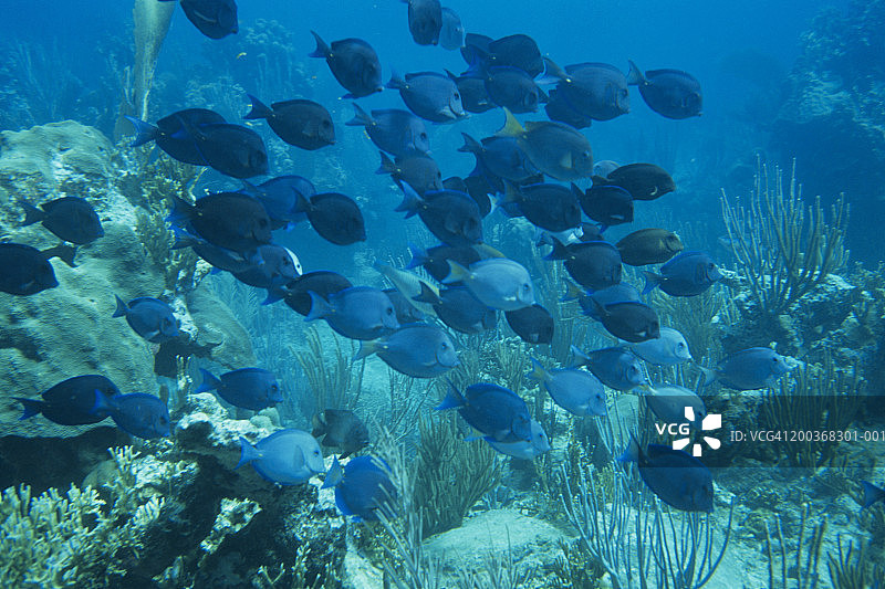 水下热带鱼图片素材