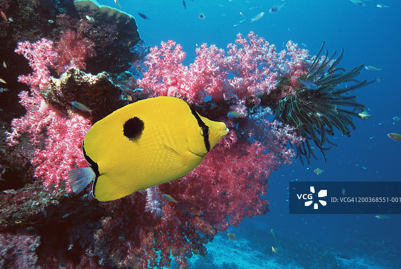 泪滴蝴蝶鱼（单斑蝴蝶鱼）（数码合成）图片素材