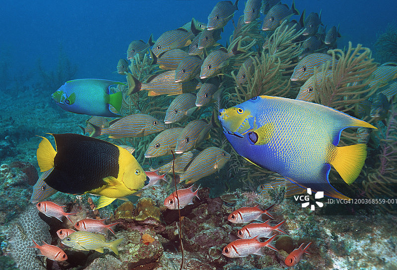 礁鱼（数字合成图）图片素材