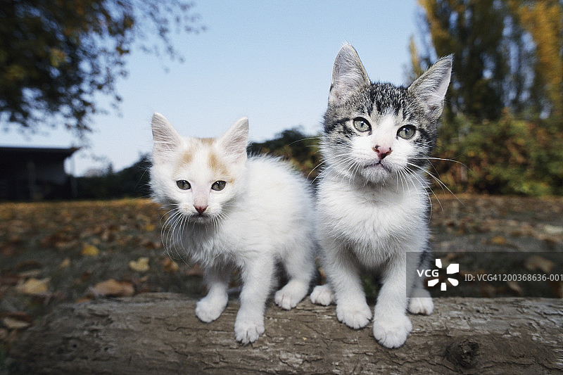 两只猫的特写图片素材