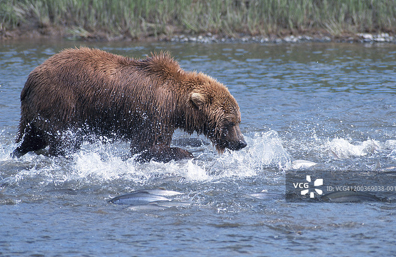 美国阿拉斯加棕熊在小溪中捕食鲑鱼图片素材