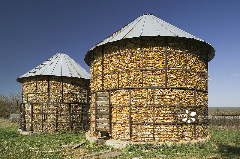 玉米仓里的玉米棒子图片素材