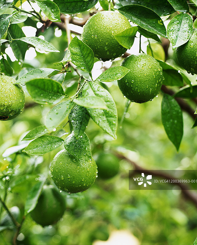 暴雨后树上的橙子图片素材