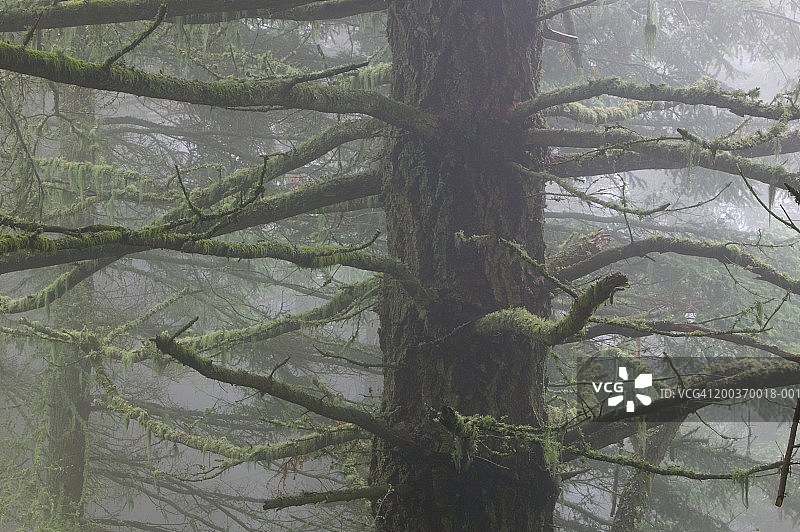 美国华盛顿州奥卡斯岛莫兰州立公园覆满苔藓的冷杉图片素材