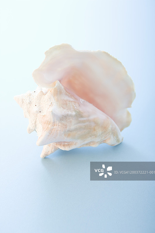 蓝底上的女王海螺图片素材