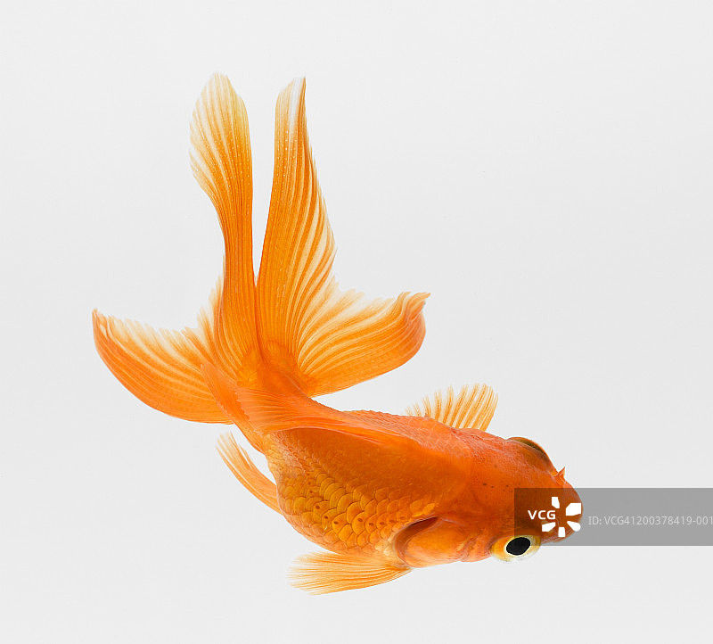 高角度观赏扇尾金鱼图片素材