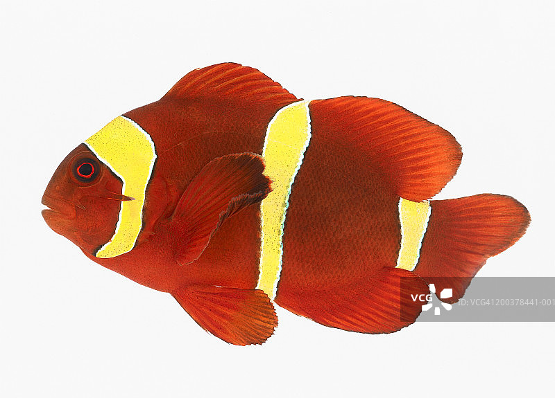 spine-cheek海葵鱼图片素材