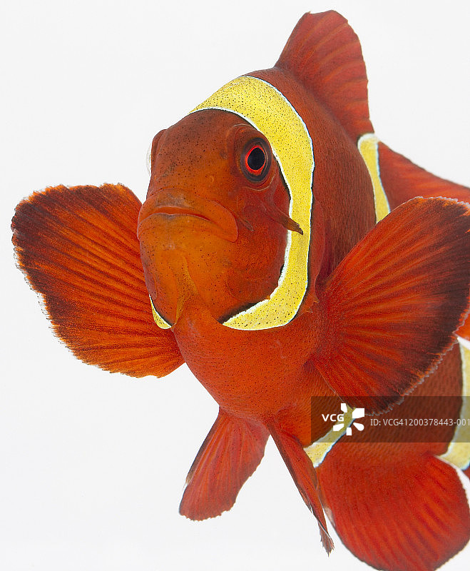 spine-cheek海葵鱼图片素材