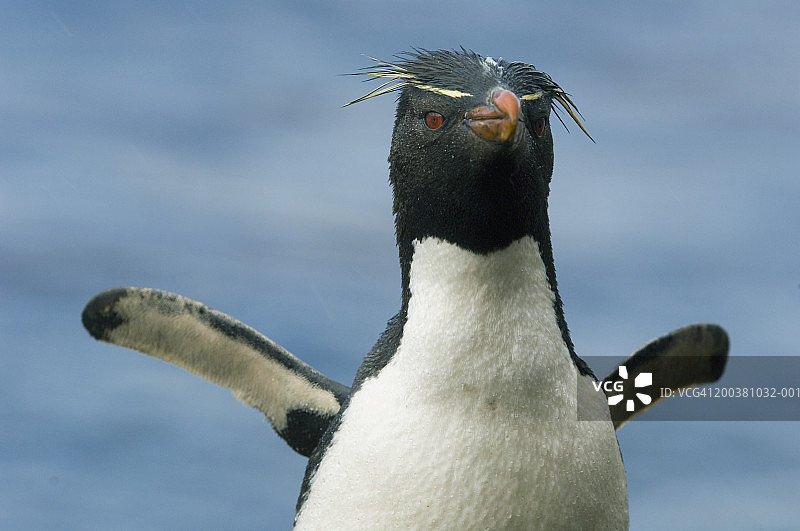 凤头黄眉企鹅图片素材