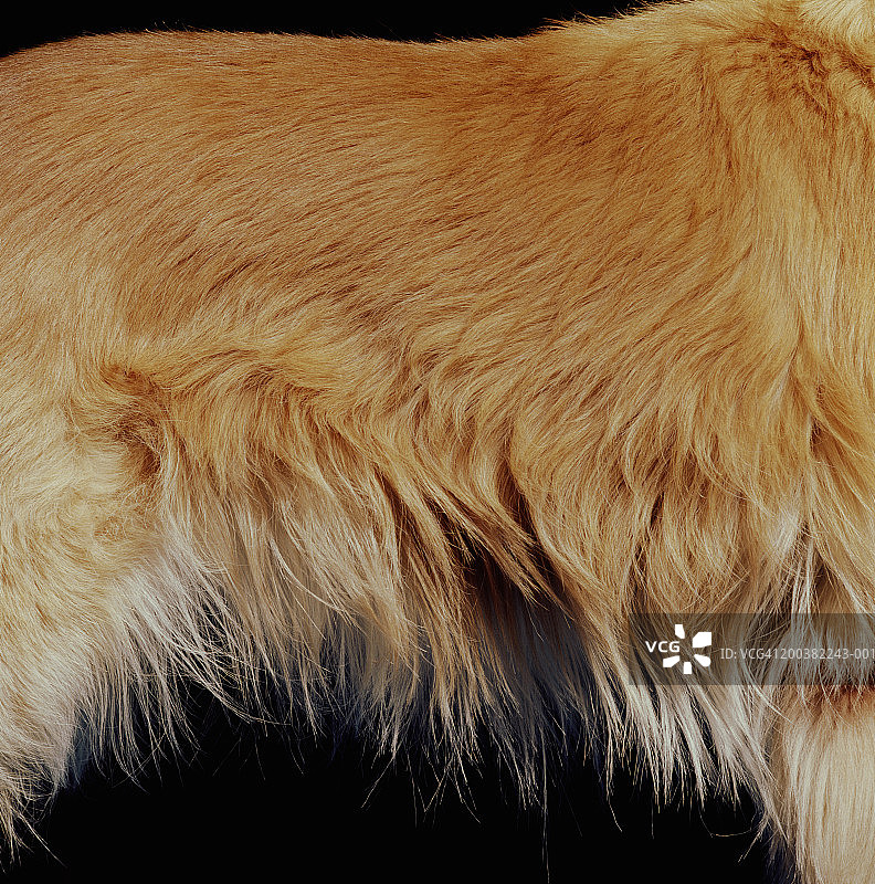 金毛寻回犬侧面半身特写图片素材