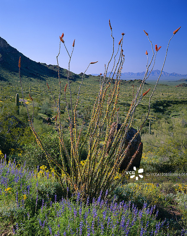 美国亚利桑那州风琴管仙人掌国家纪念碑春天盛开图片素材