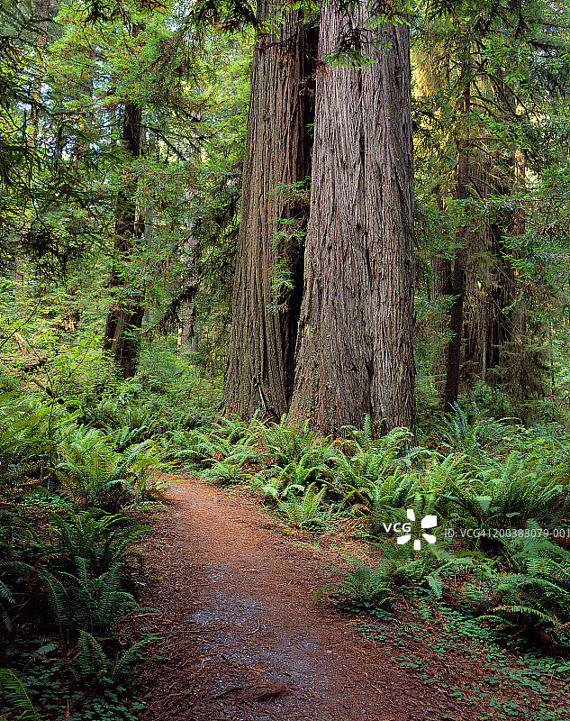 美国加利福尼亚州红杉树与剑蕨小径图片素材
