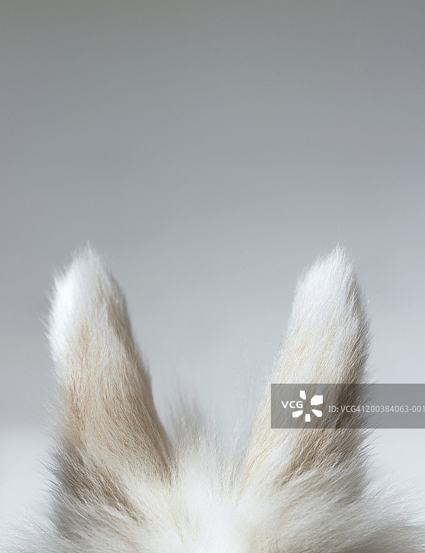 灰色背景下的矮耳兔图片素材