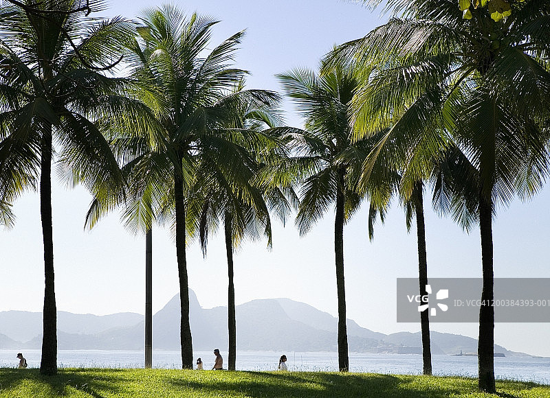 在棕榈树附近行走的人们图片素材