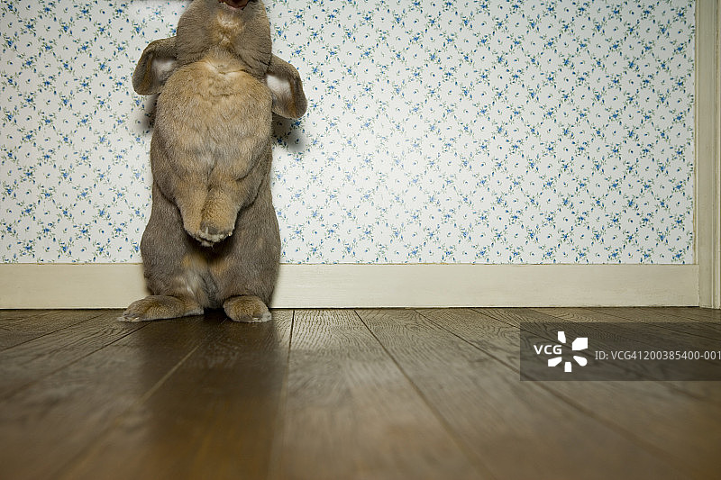 兔子站在房子里的后腿上图片素材