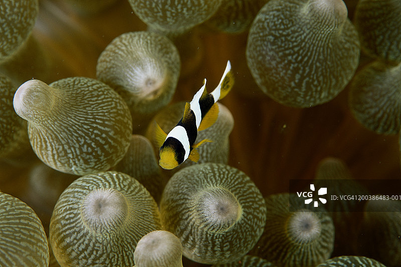 海葵鱼 (Amphiprion sp.) 特写图片素材