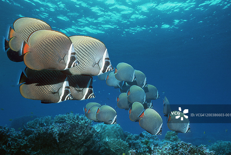 领蝴蝶鱼群（数码合成）图片素材