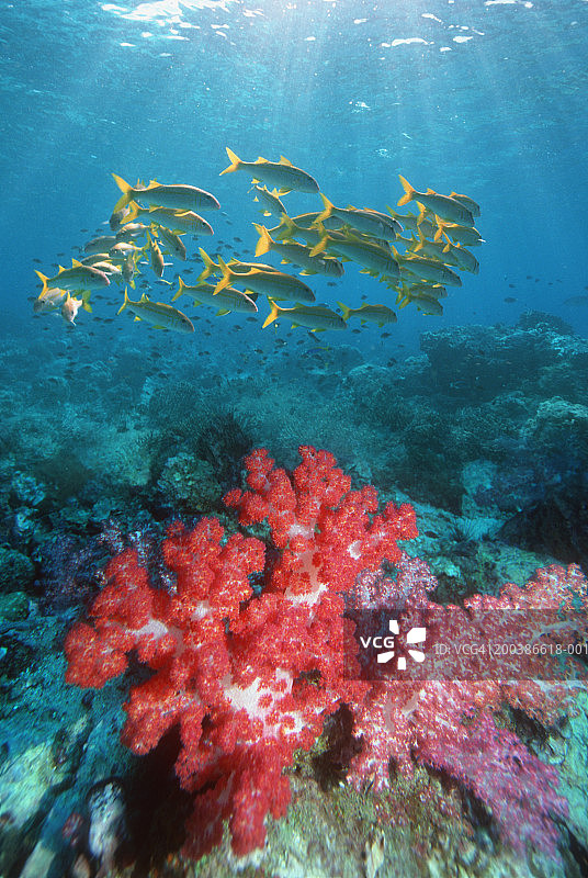 凡尼科拉山羊鱼鱼群图片素材