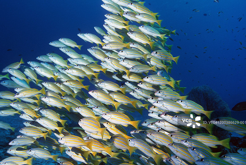 卡斯米拉鲷鱼群图片素材