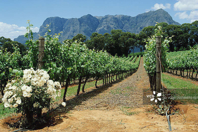 南非西开普省帕阿尔葡萄园旁的玫瑰丛图片素材