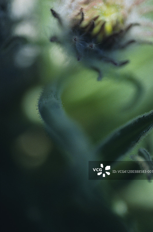 高山菊图片素材