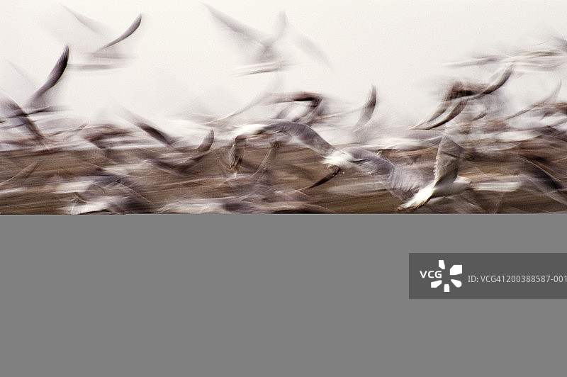 加州海鸥（黑白）图片素材