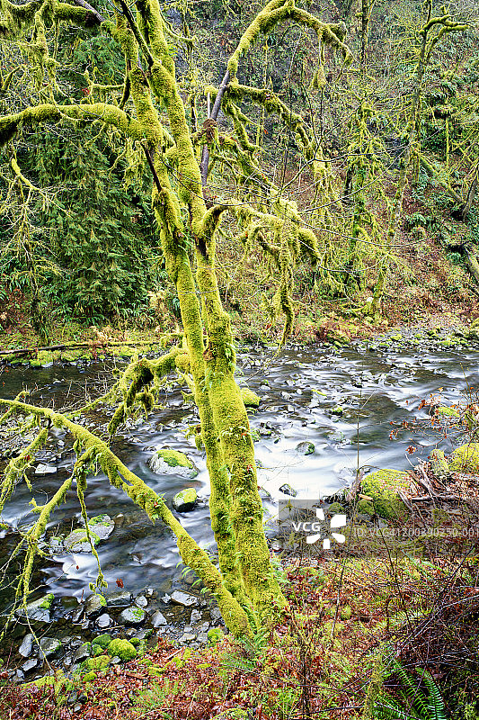 美国俄勒冈州哥伦比亚河峡谷老鹰溪枫树图片素材