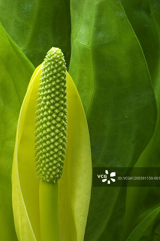 臭菘花特写图片素材
