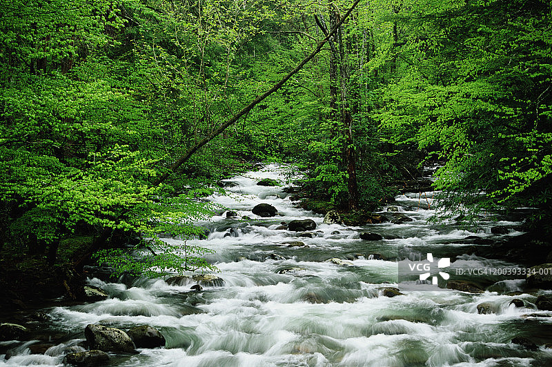 美国田纳西州大雾山小鸽子河春景图片素材