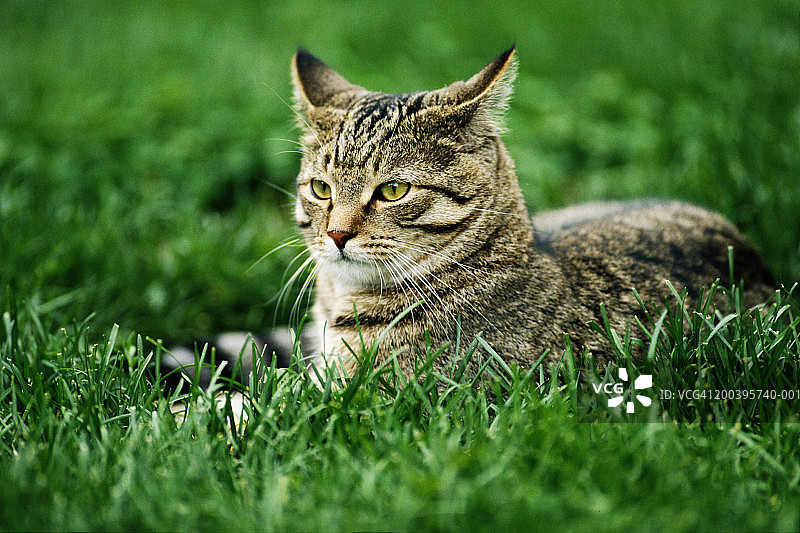 猫咪躺在草地上图片素材