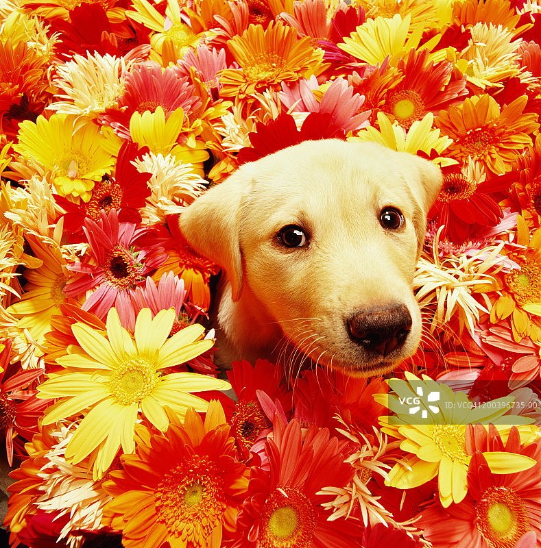 小黄拉布拉多犬在非洲菊丛中图片素材