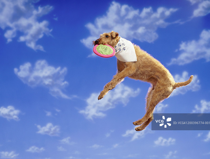 戴着头巾的爱尔兰梗犬，正在接塑料飞盘图片素材