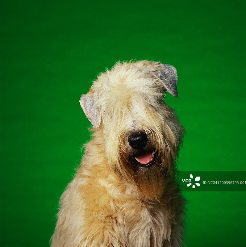 软毛小麦梗犬图片素材