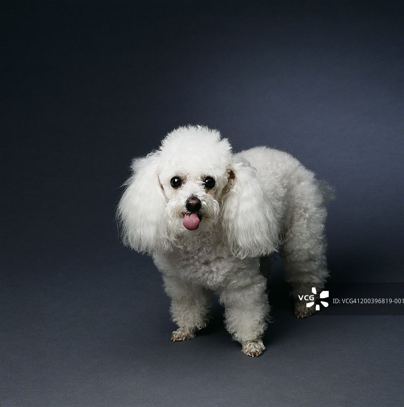 白色迷你贵宾犬图片素材