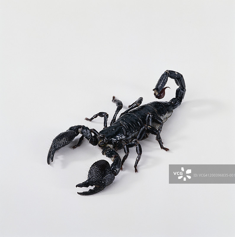 帝王蝎图片素材