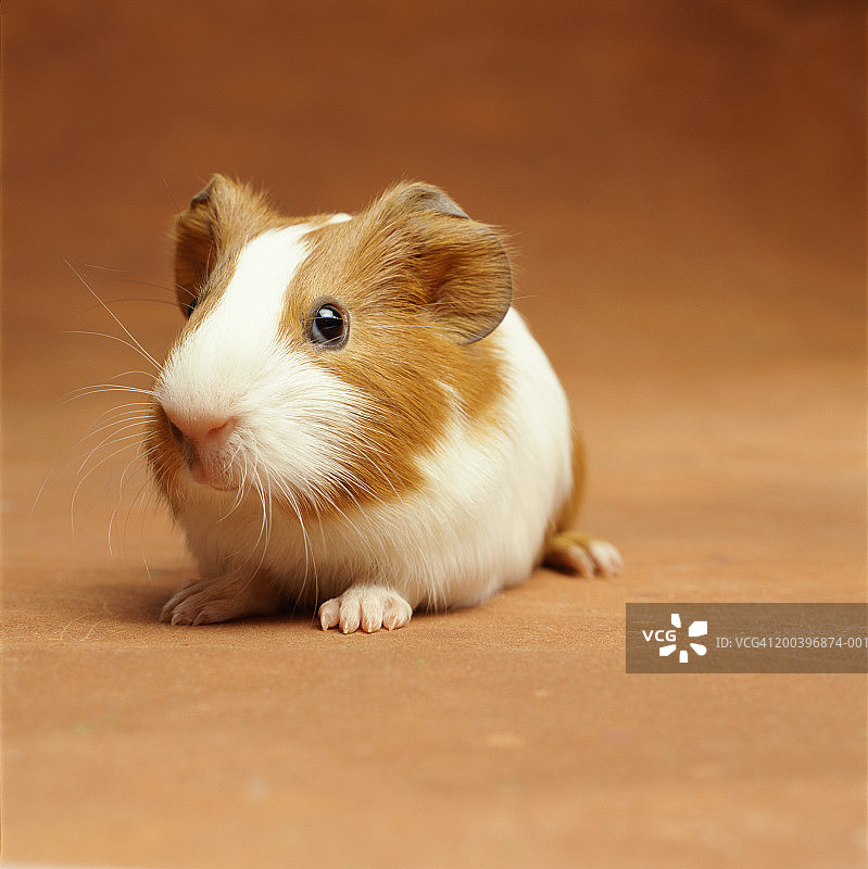 豚鼠特写图片素材