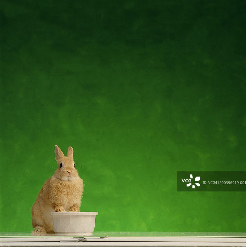 棕色兔子坐在食物碗旁图片素材