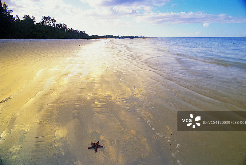 坦桑尼亚奔巴岛海滩上的海星图片素材
