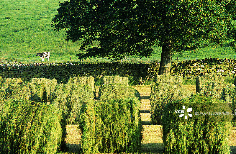 英格兰约克郡山谷Raydale的夏季干草捆与牛图片素材